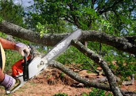 Best Fruit Tree Pruning  in Mcclure, PA